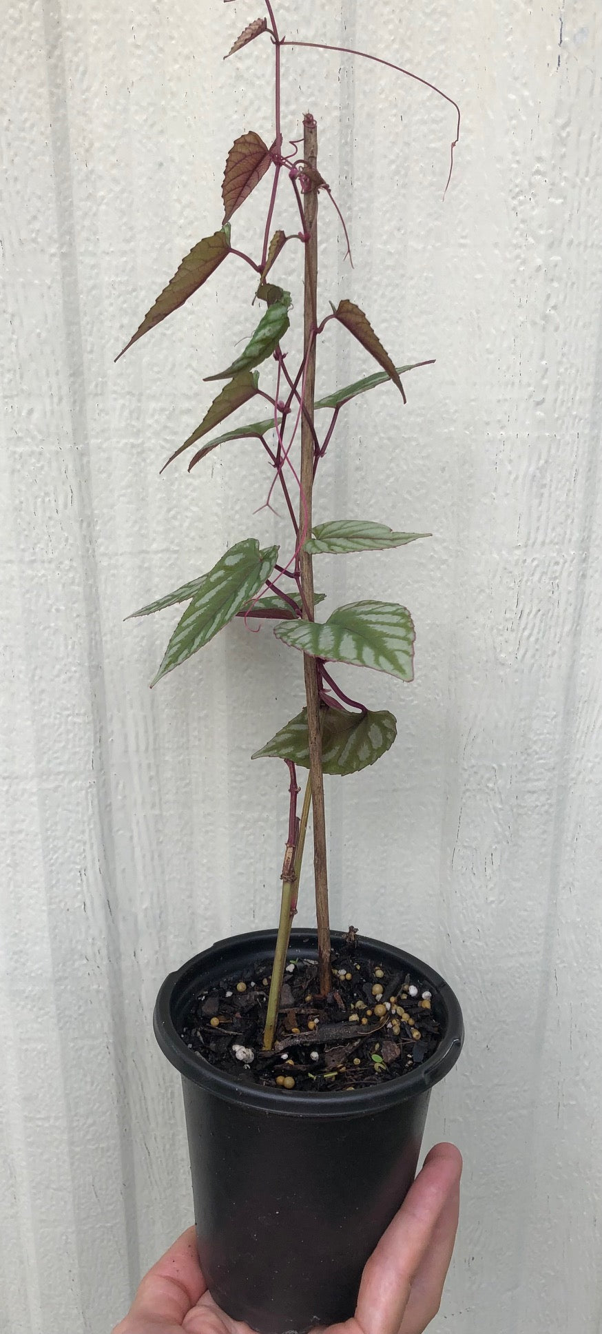 cissus discolor, vine begonia live plant