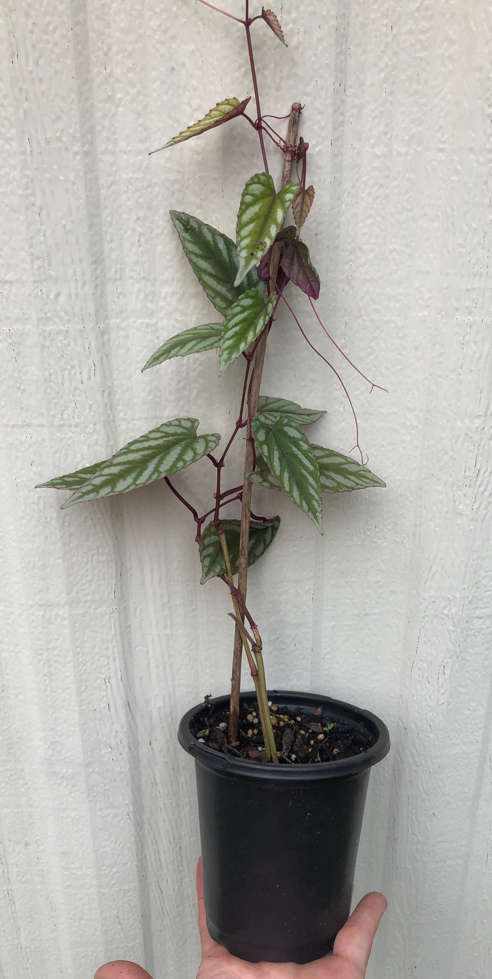 cissus discolor, vine begonia live plant