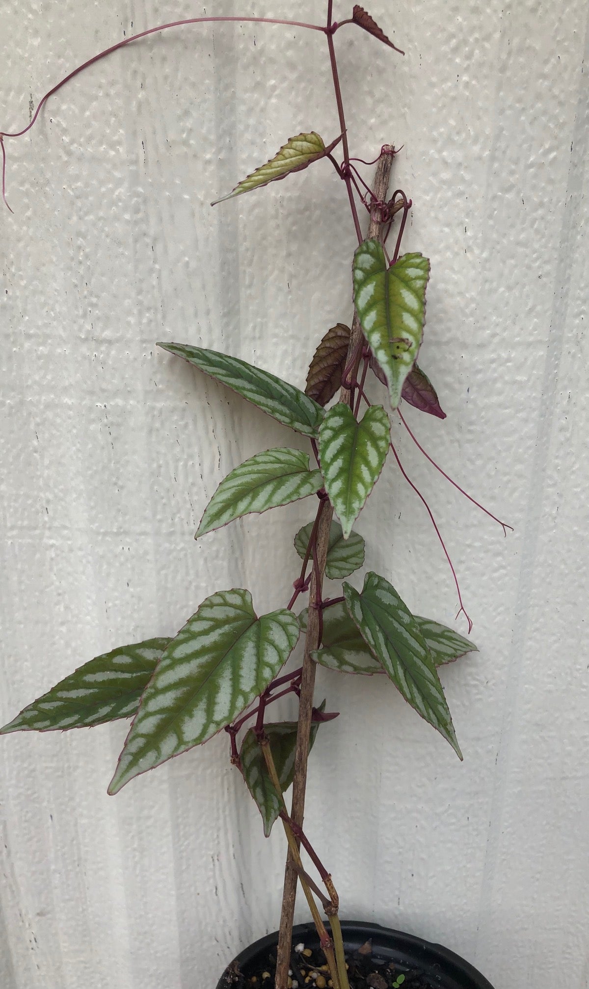 cissus discolor, vine begonia live plant