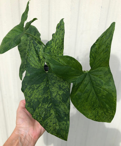 Syngonium podophyllum Army, Arrowhead Plant