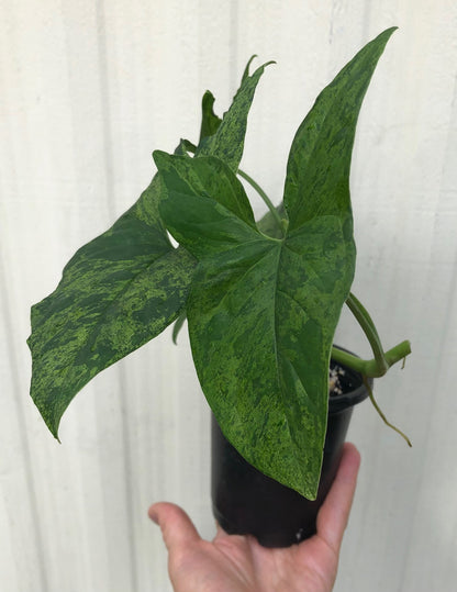 Syngonium podophyllum Army, Arrowhead Plant