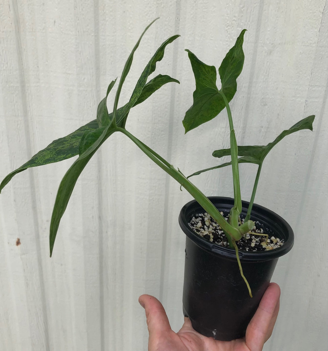 Syngonium podophyllum Army, Arrowhead Plant