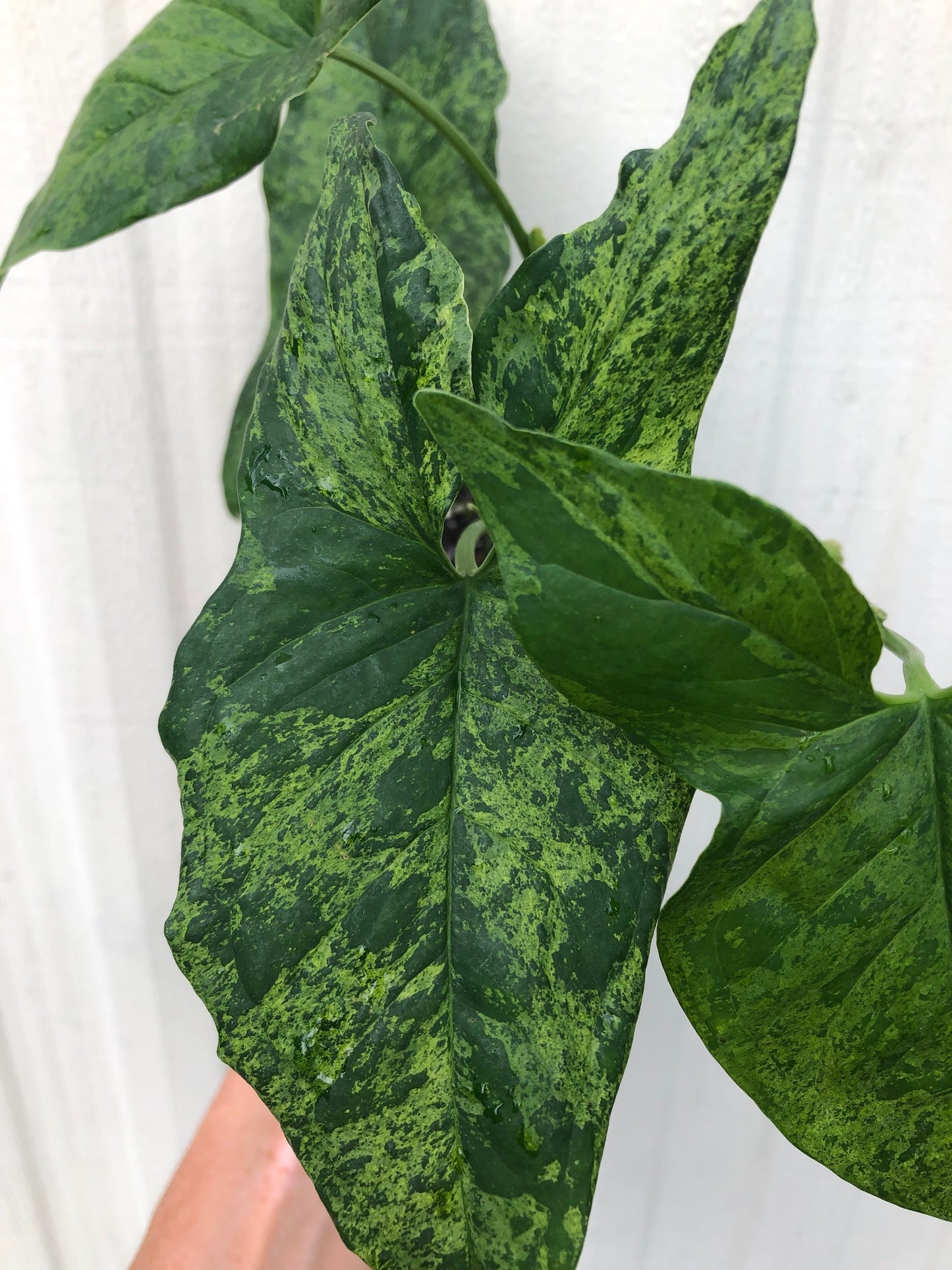 Syngonium podophyllum Army, Arrowhead Plant