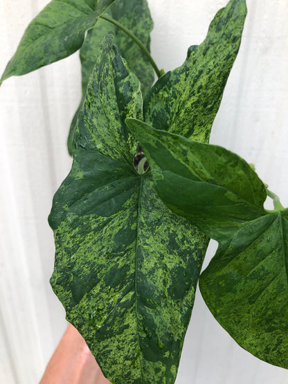 Syngonium podophyllum Army, Arrowhead Plant