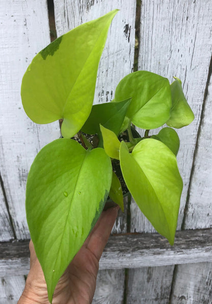 neon pothos, Epipremnum Aureum