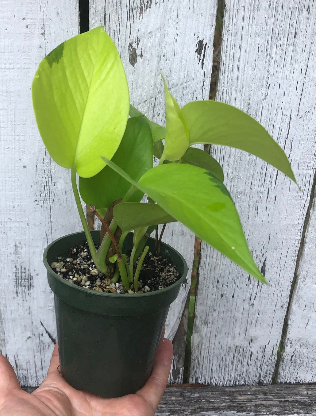 neon pothos, Epipremnum Aureum