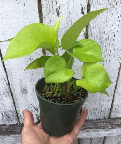 neon pothos, Epipremnum Aureum