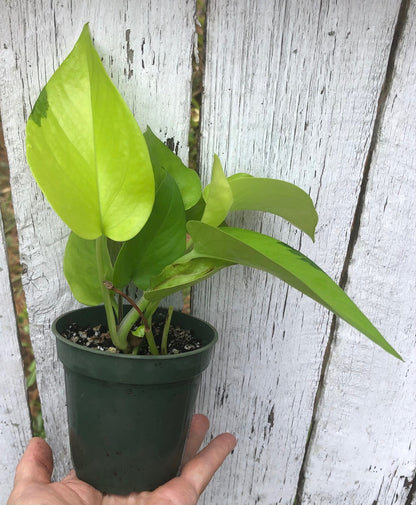 neon pothos, Epipremnum Aureum