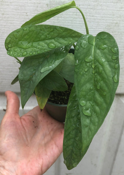 Cebu Blue Pothos Epipremnum pinnatum