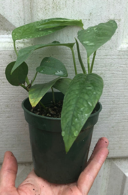 Cebu Blue Pothos Epipremnum pinnatum