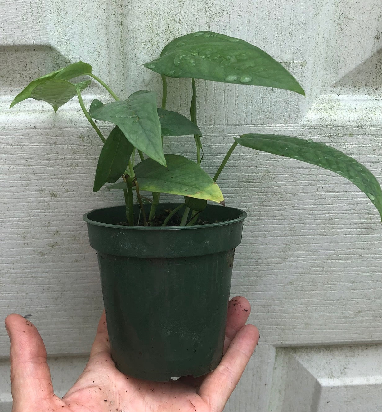 Cebu Blue Pothos Epipremnum pinnatum