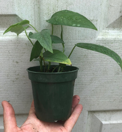 Cebu Blue Pothos Epipremnum pinnatum