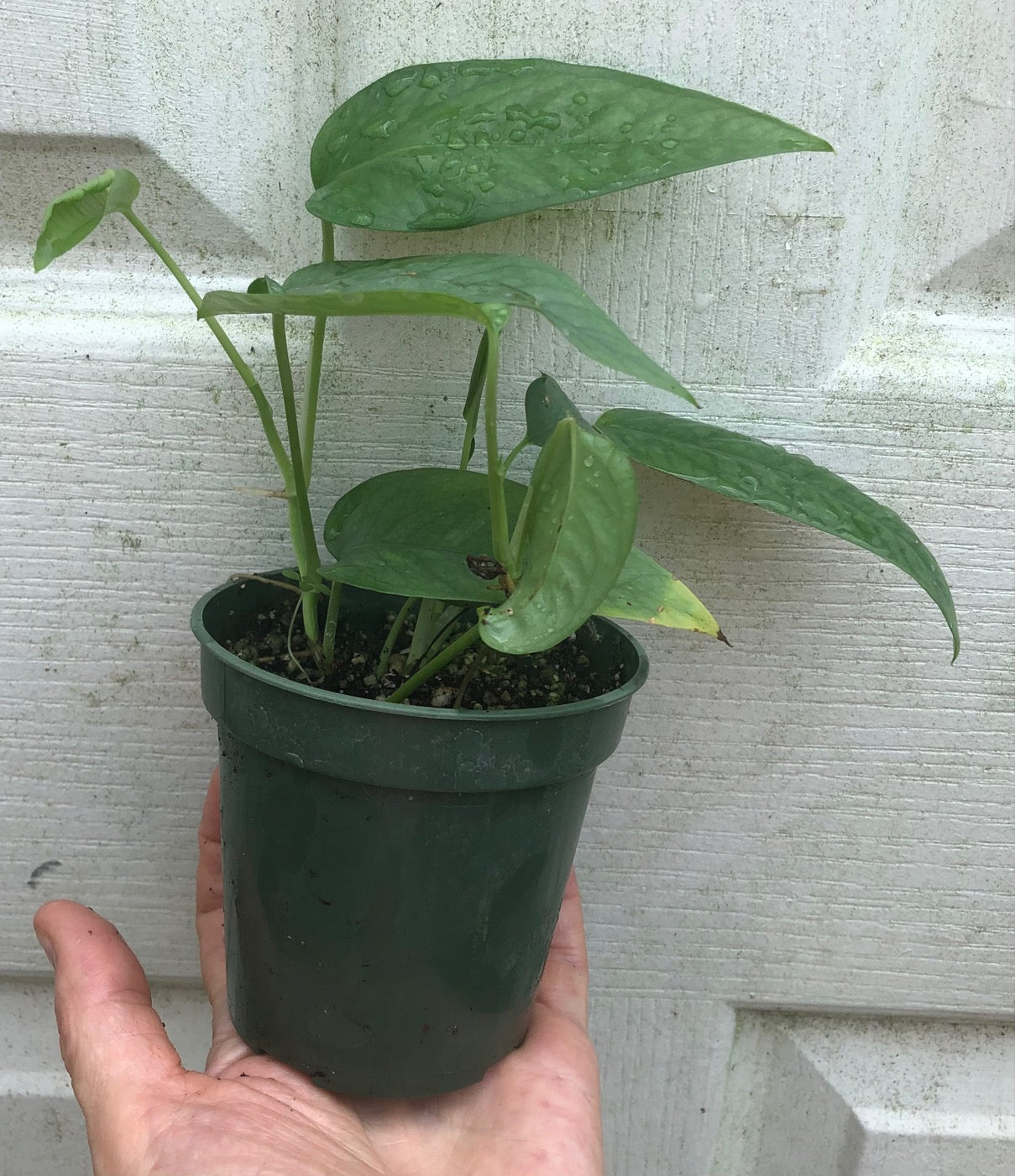 Cebu Blue Pothos Epipremnum pinnatum