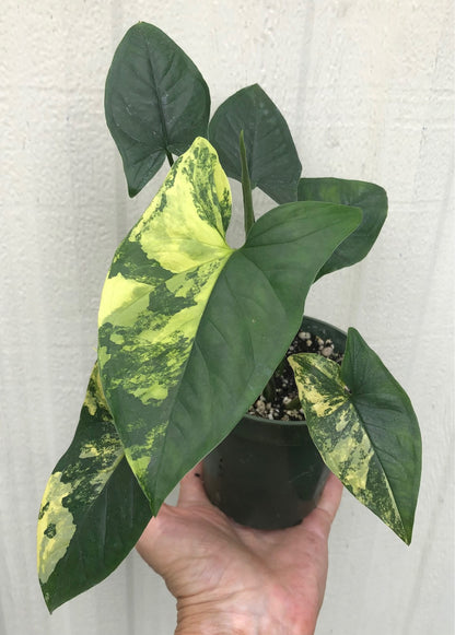 Syngonium podophyllum Aurea variegata - Arrowhead Plant