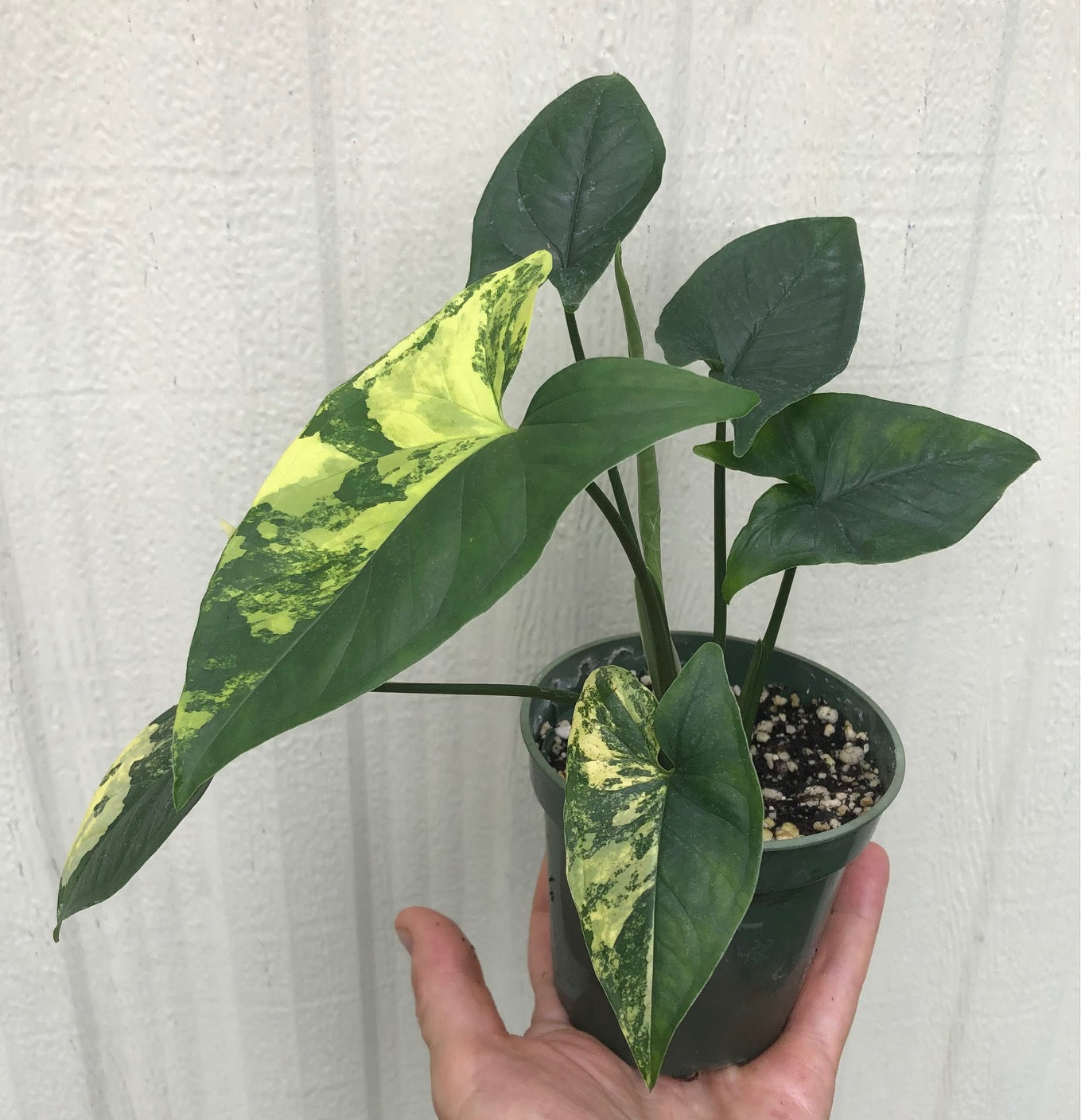 arrowhead pothos Syngonium podophyllum Aurea variegata - Arrowhead Plant