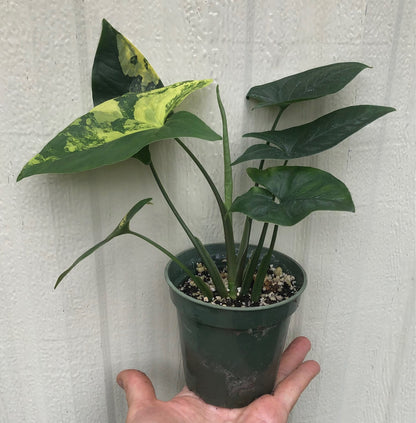 Syngonium podophyllum Aurea variegata - Arrowhead Plant - 3" pot