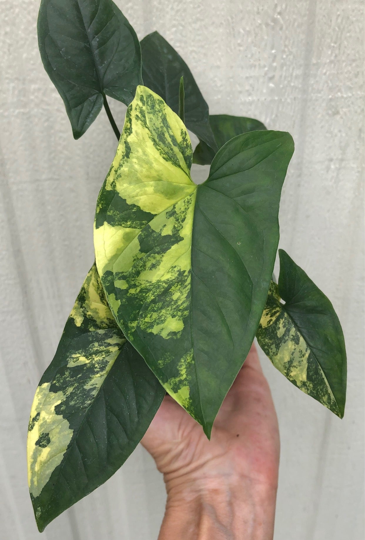 Syngonium podophyllum Aurea variegata - Arrowhead Plant