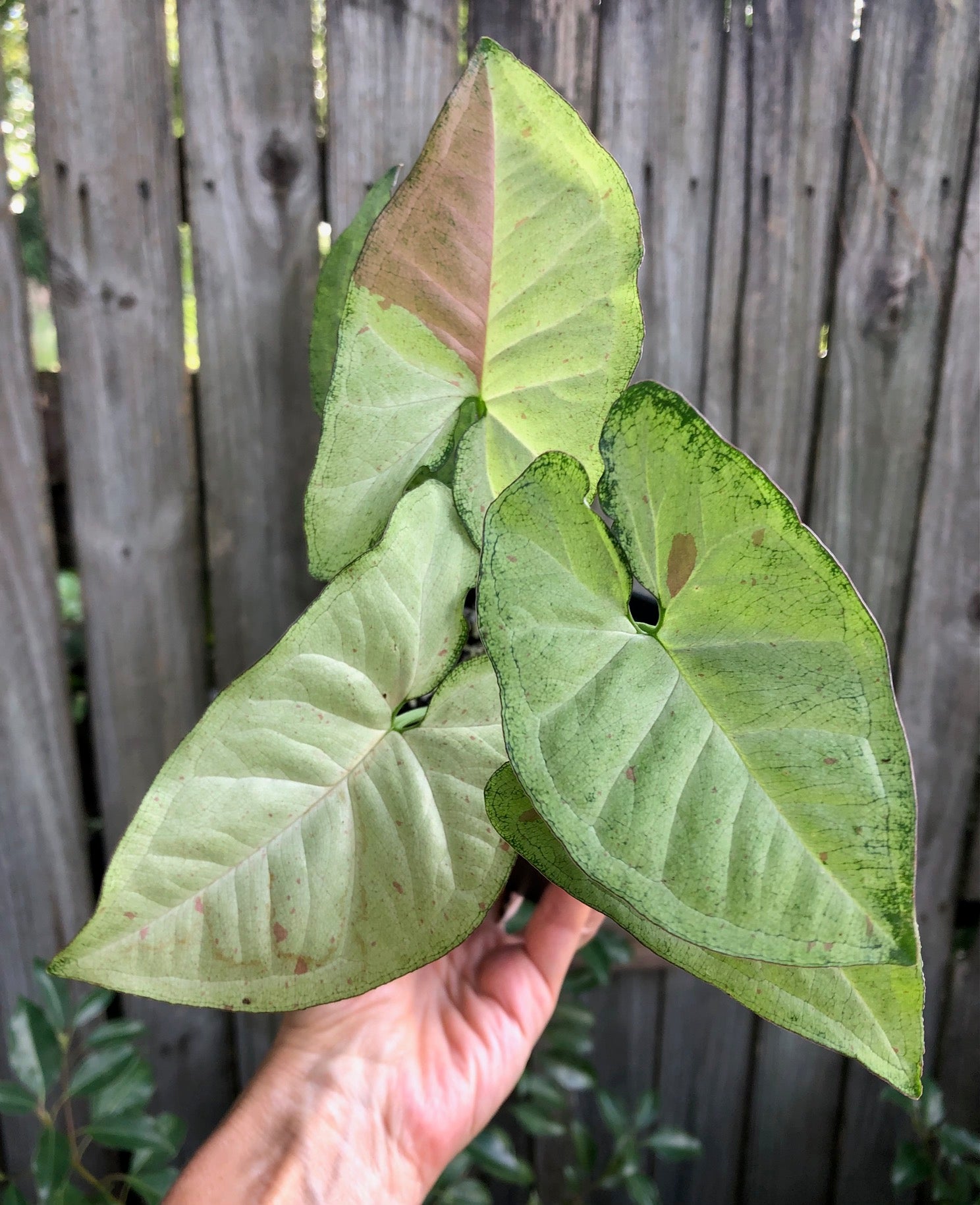 pot plant 3 leaves Syngonium podophyllum Confetti - Arrowhead Plant