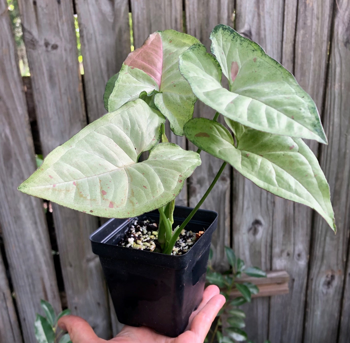 arrowhead plant vs elephant ear Syngonium podophyllum Confetti - Arrowhead Plant