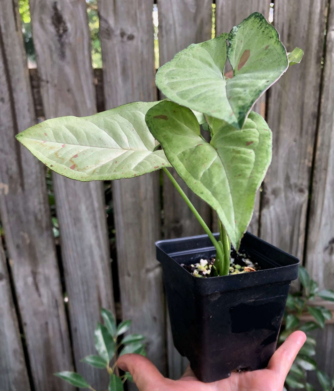 Syngonium podophyllum Confetti, Arrowhead Plant