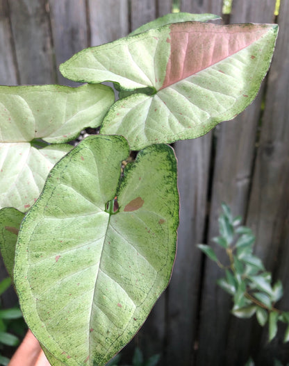 Syngonium podophyllum Confetti, Arrowhead Plant