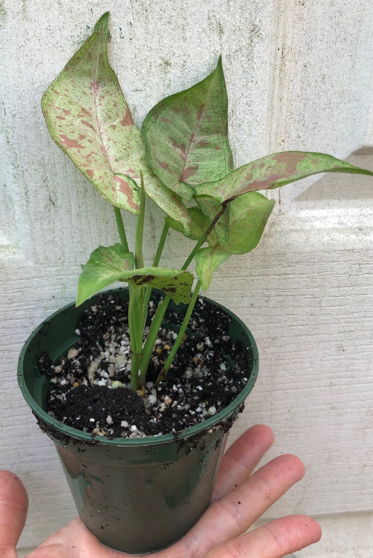 arrowhead plant pot Syngonium podophyllum Confetti - Arrowhead Plant