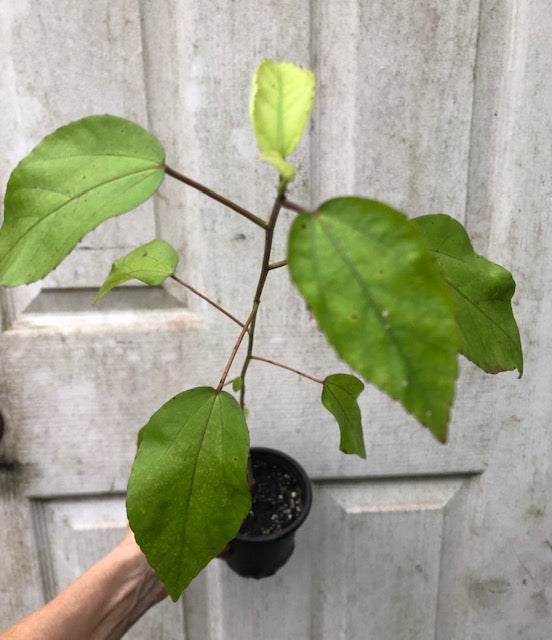 Albo Lacinatus Live Hibiscus Plant - 4" pot