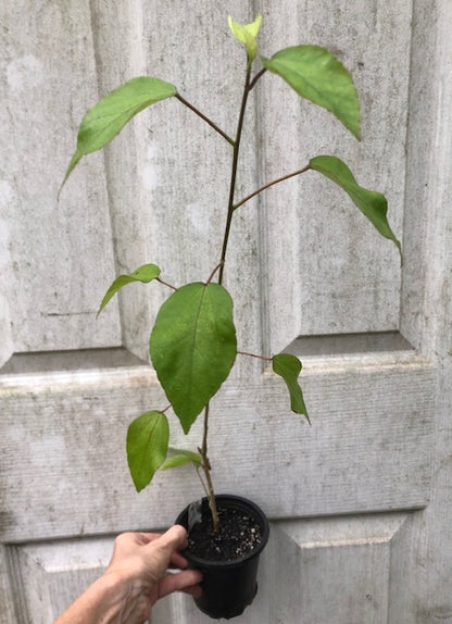 Albo Lacinatus Live Hibiscus Plant - 4" pot