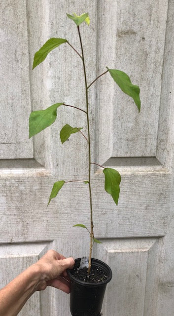 Albo Lacinatus Live Hibiscus Plant - 4" pot