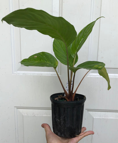 Black Bat Flower, Tacca chantrieri - 5” pot