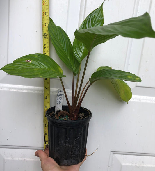 Black Bat Flower, Tacca chantrieri - 5” pot