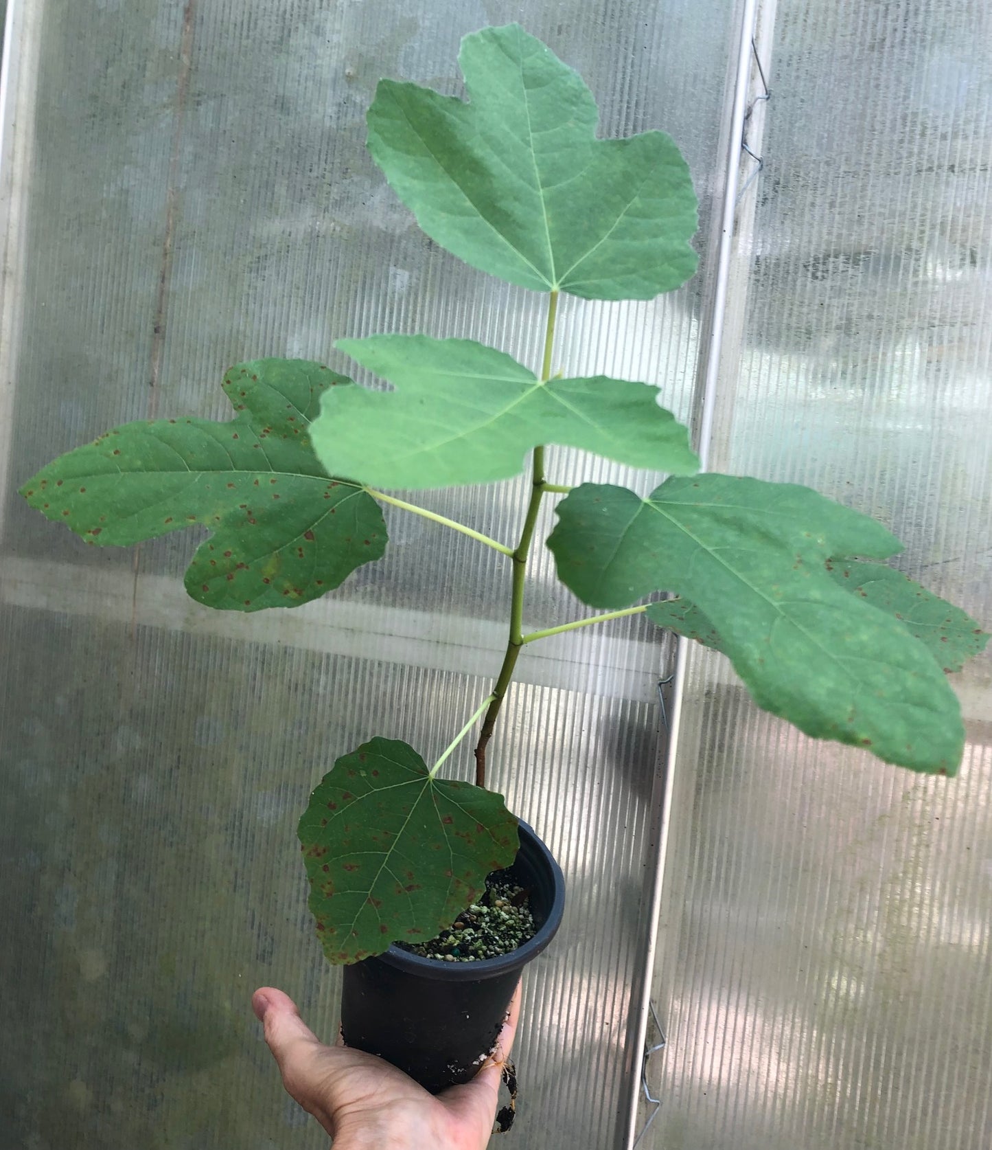 Fig Fignominal - 4" or 5" pot, live, potted plant