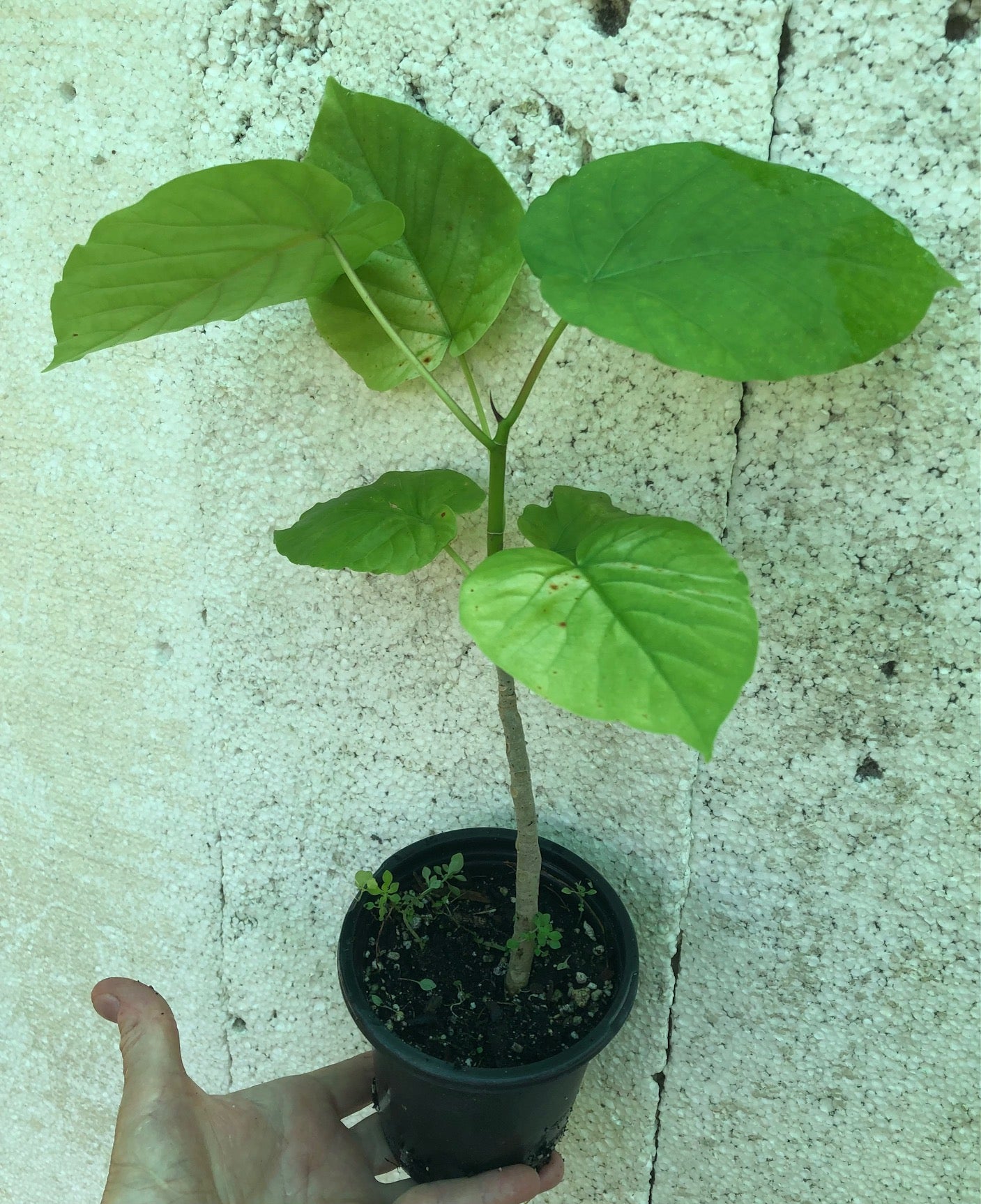 Ficus Umbellata - 4" pot
