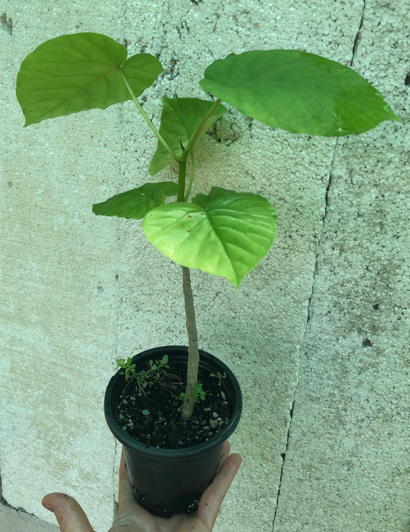 Ficus Umbellata - 4" pot