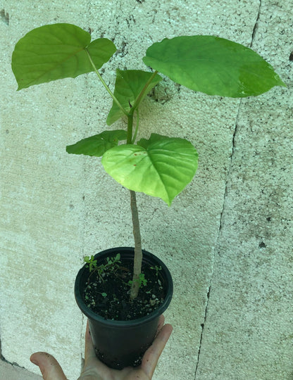 Ficus Umbellata - 4" pot