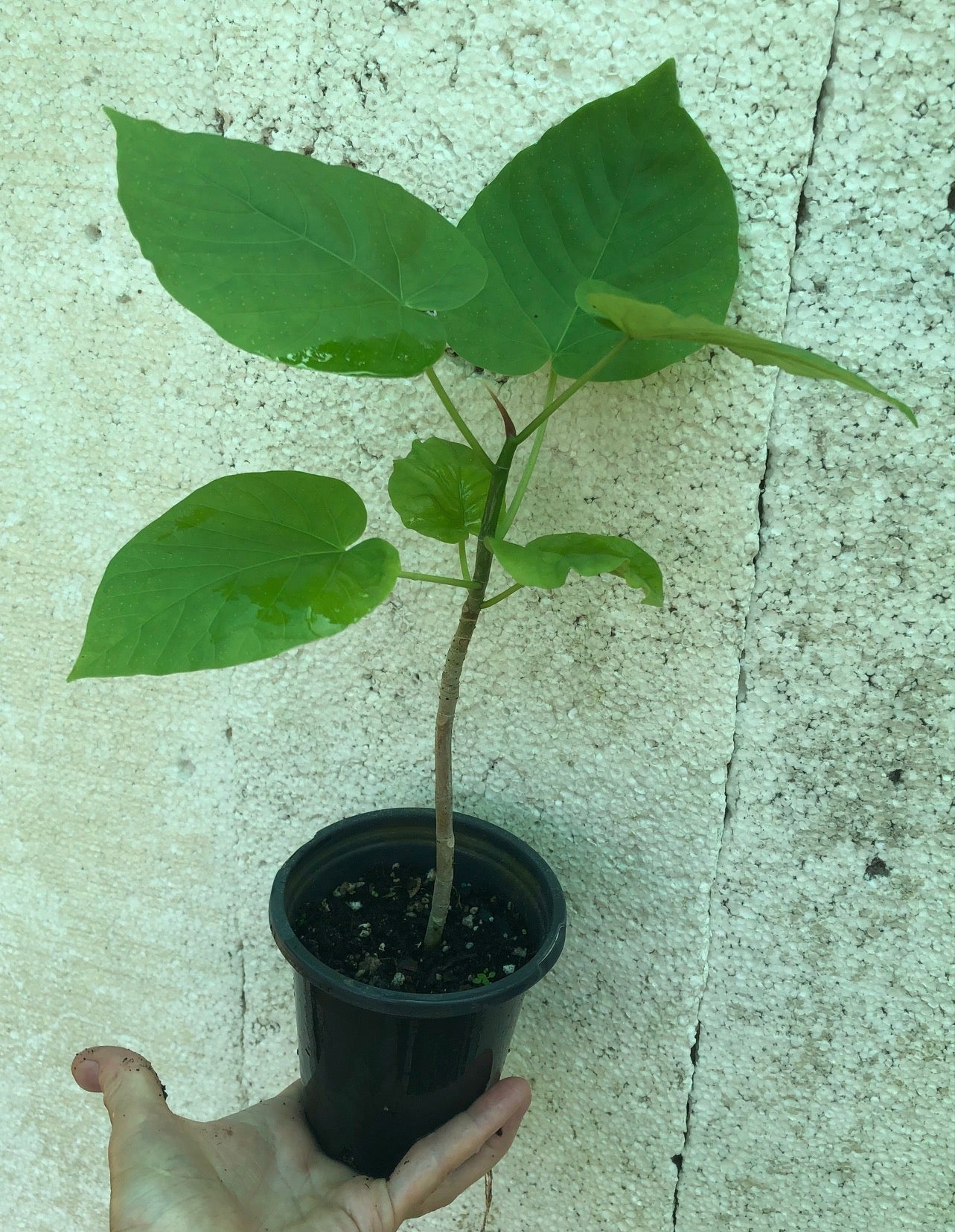 Ficus Umbellata - 4" pot