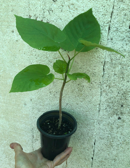Ficus Umbellata - 4" pot