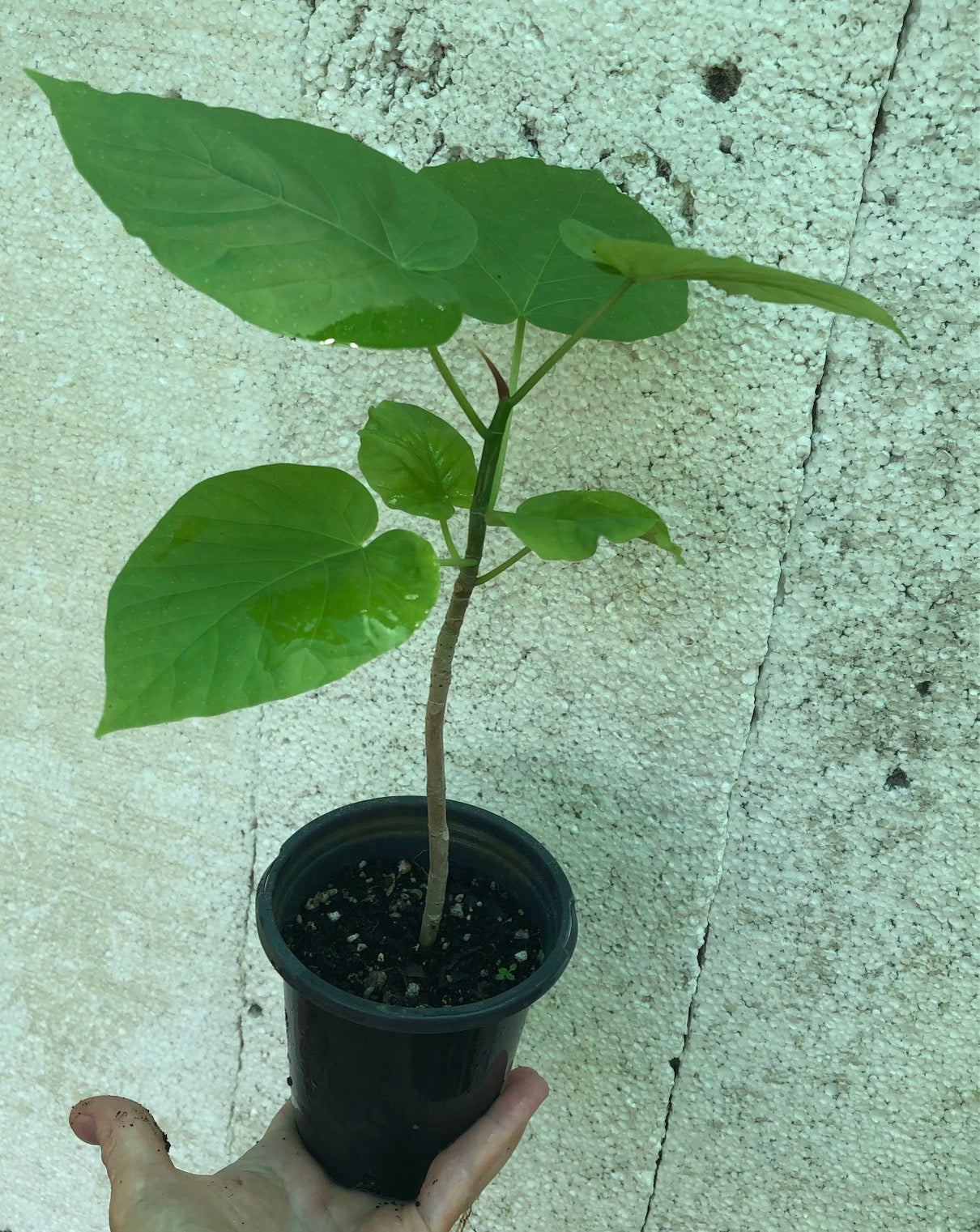 Ficus Umbellata - 4" pot