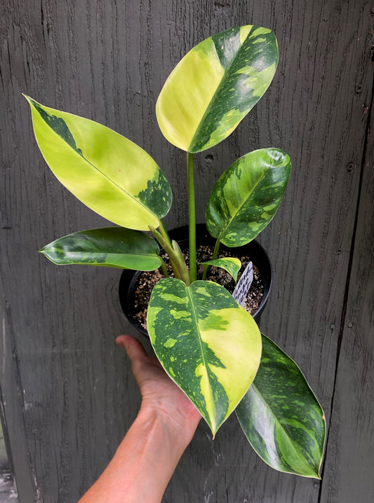 Philodendron ‘Congo Nuclear’ Variegated - 6” pot