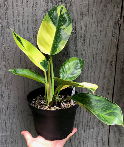 Philodendron ‘Congo Nuclear’ Variegated - 6” pot