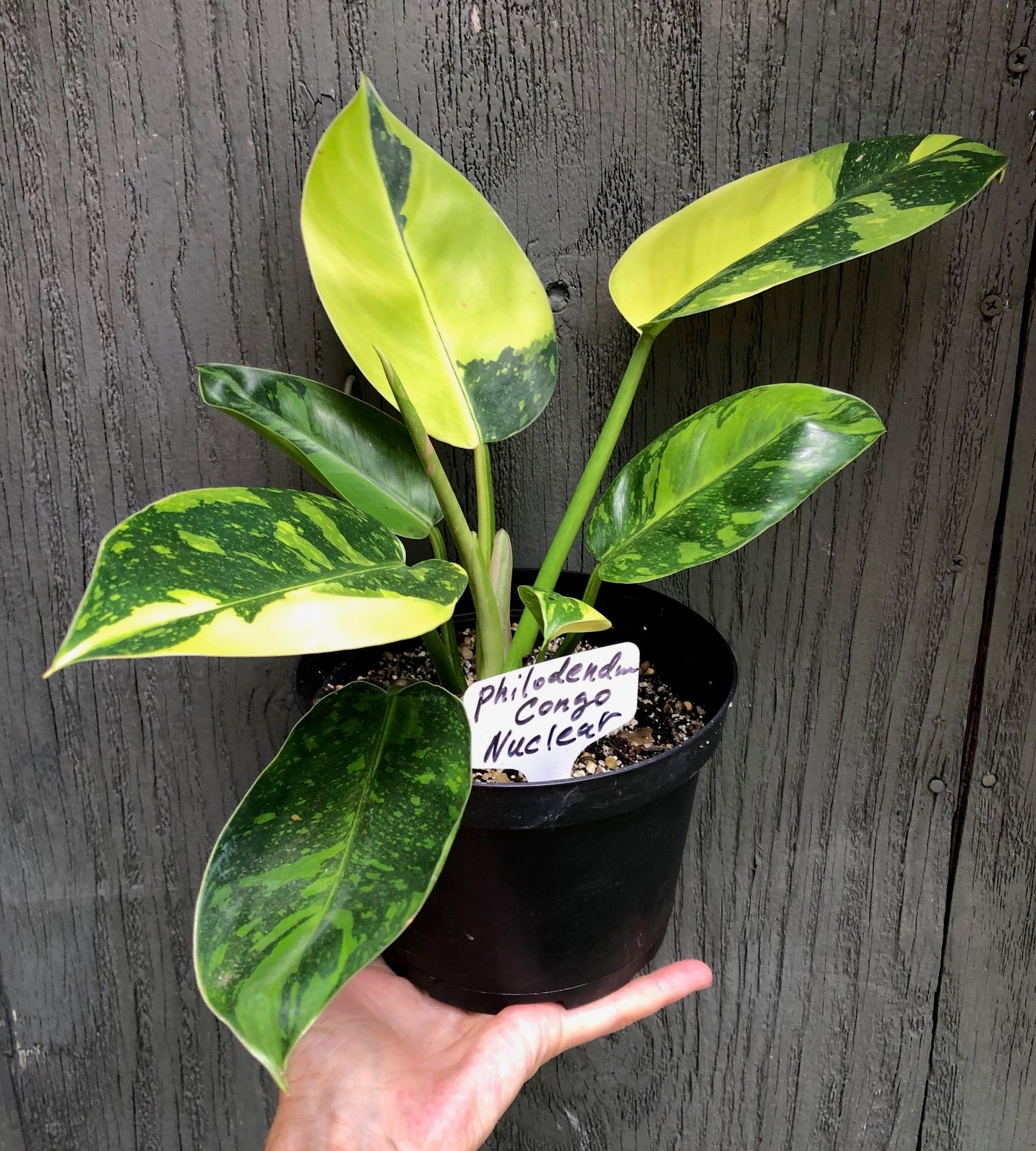 Philodendron ‘Congo Nuclear’ Variegated - 6” pot