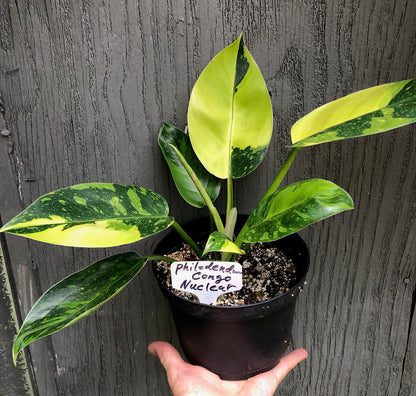 Philodendron ‘Congo Nuclear’ Variegated - 6” pot