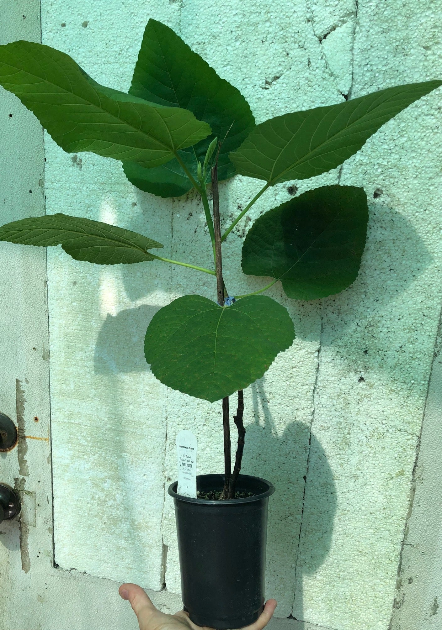 Fig 'Iraqi' - 5" pot, live, potted plant, Ficus palmata species