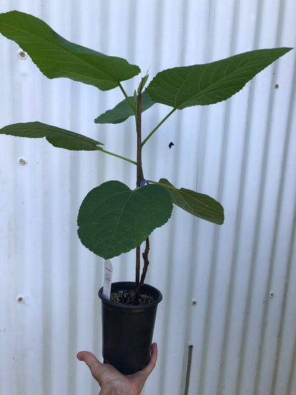 Fig 'Iraqi' - 5" pot, live, potted plant, Ficus palmata species