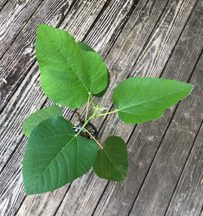 Fig 'Iraqi' - 5" pot, live, potted plant, Ficus palmata species