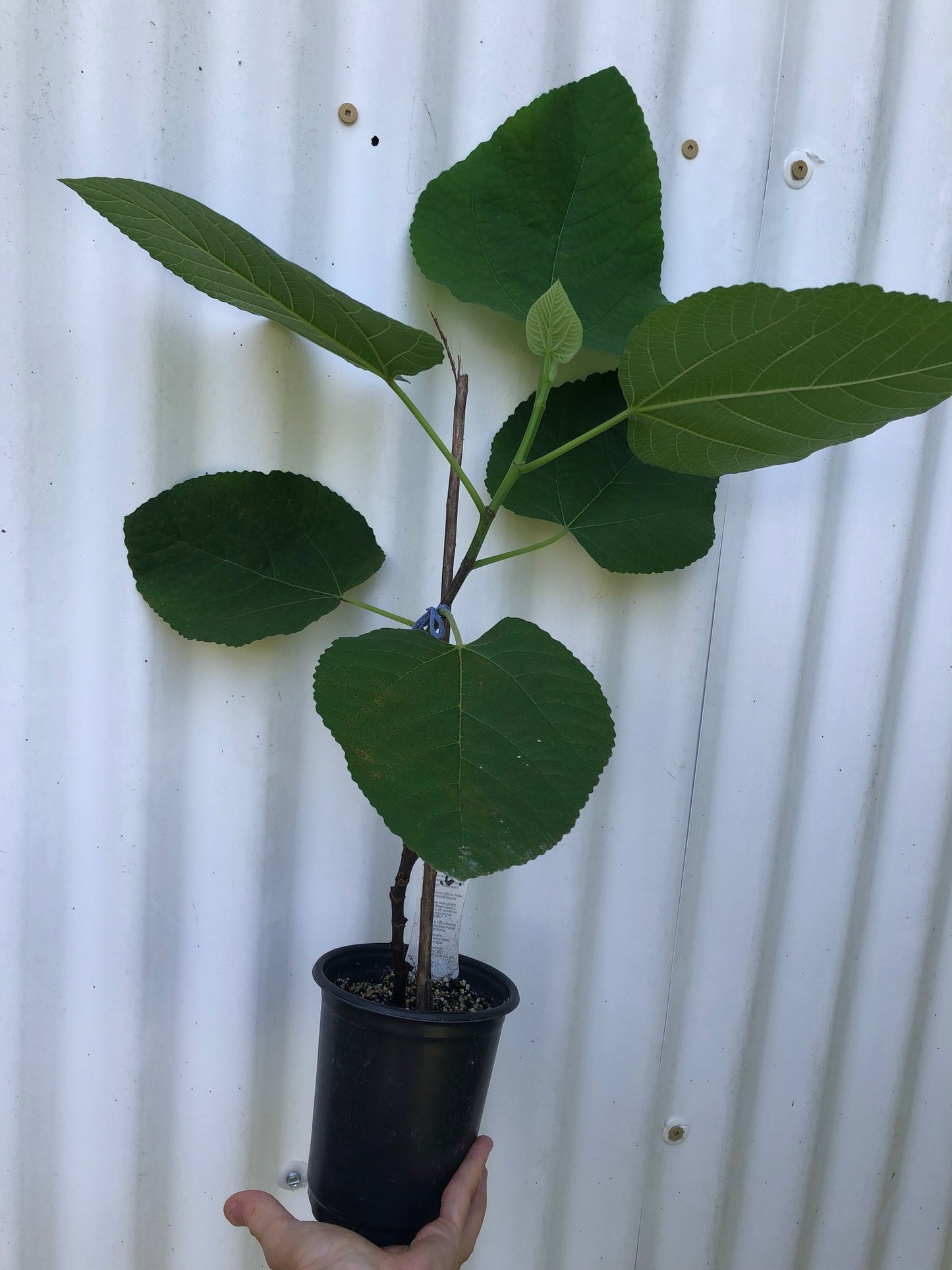 Fig 'Iraqi' - 5" pot, live, potted plant, Ficus palmata species