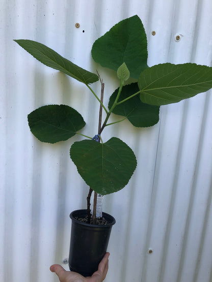 Fig 'Iraqi' - 5" pot, live, potted plant, Ficus palmata species