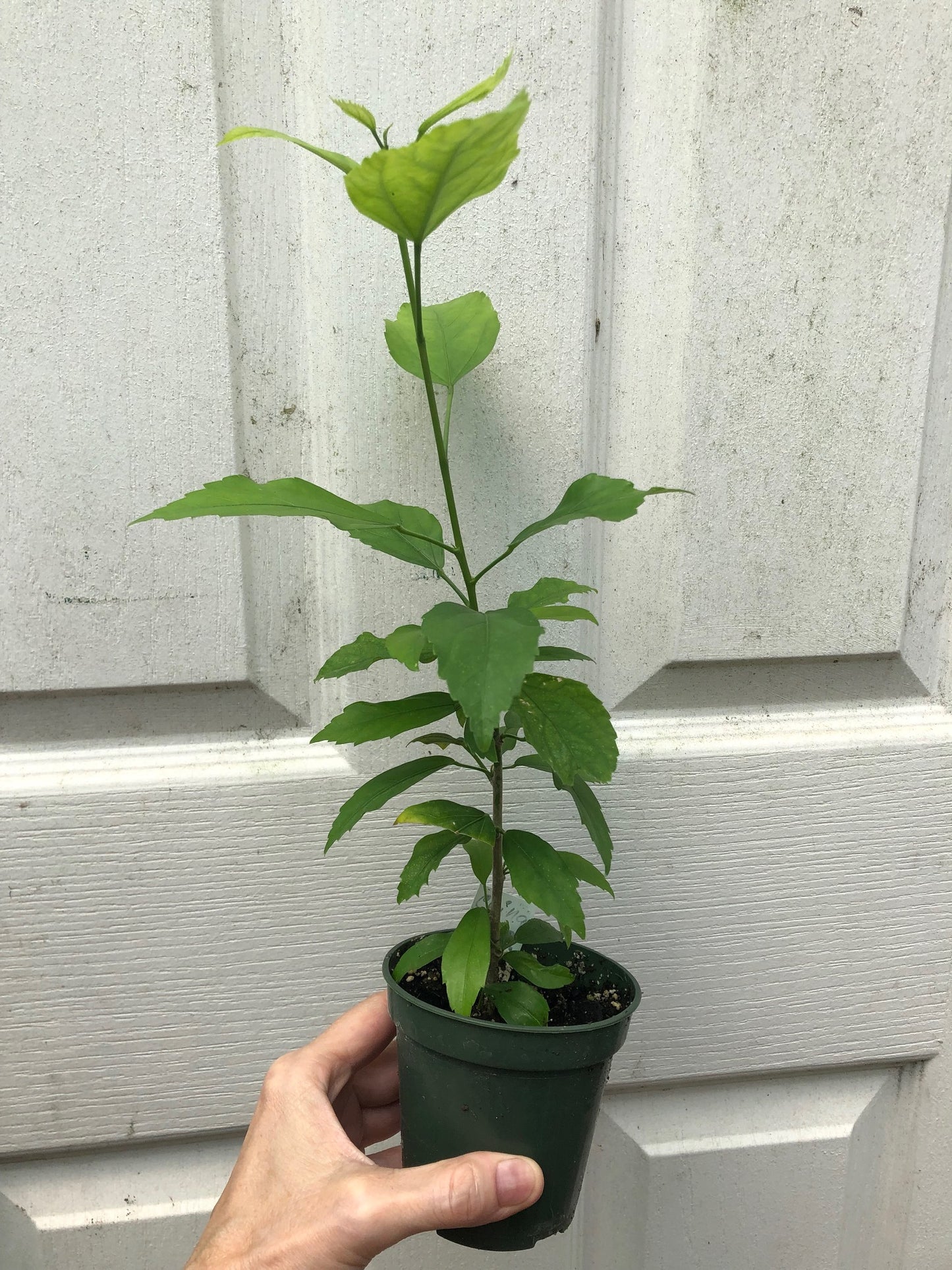 Tropical Hibiscus 'Chinese Lantern' - 3" or 4" pot