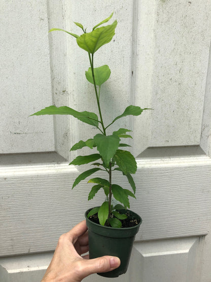 Tropical Hibiscus 'Chinese Lantern' - 3" or 4" pot