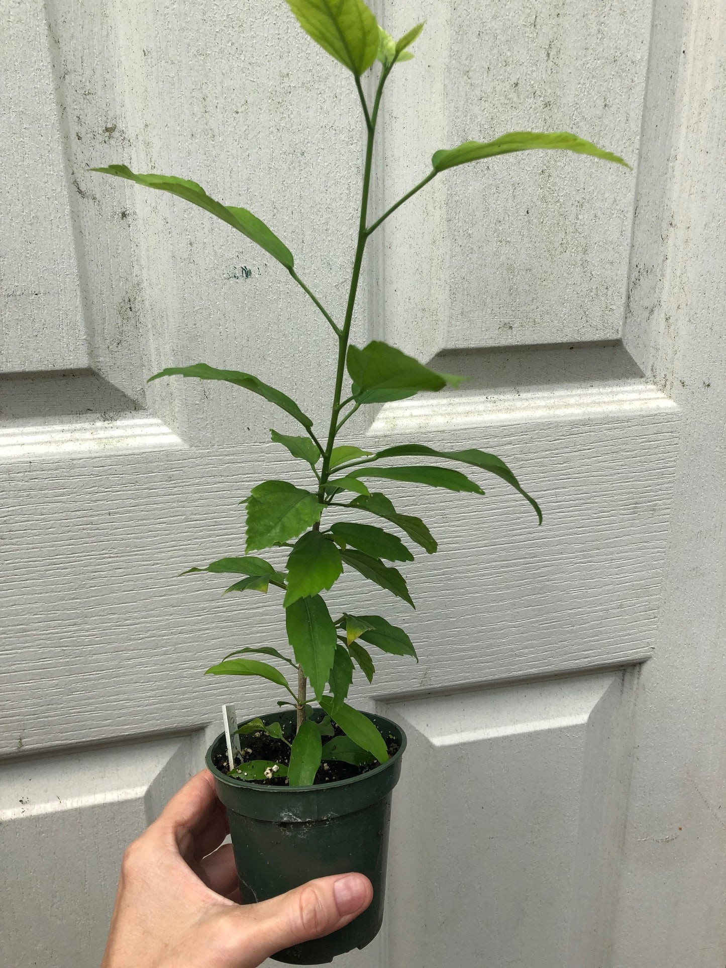 Tropical Hibiscus 'Chinese Lantern' - 3" or 4" pot